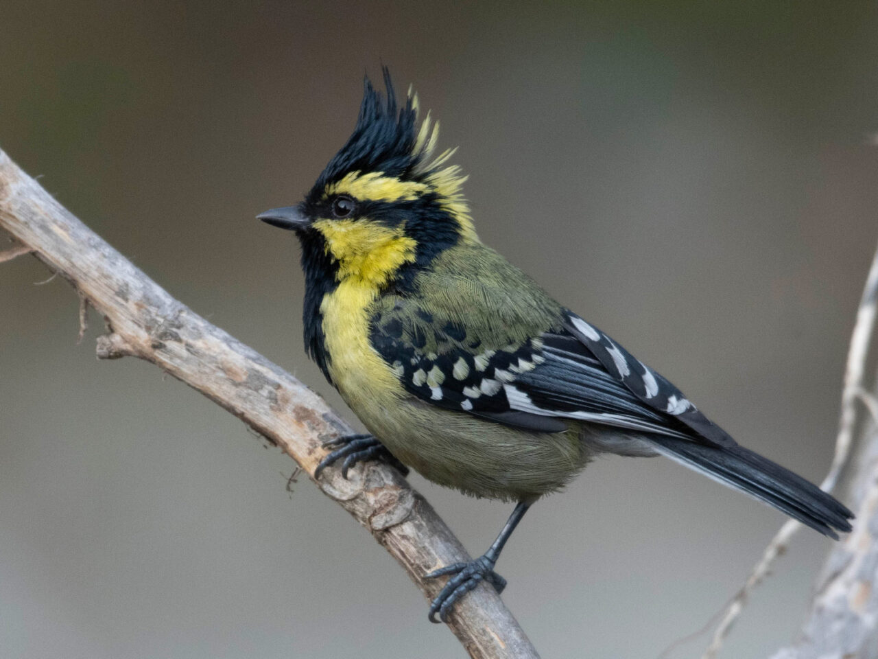 A small yellow and black songbird with a tall, pointed crest.