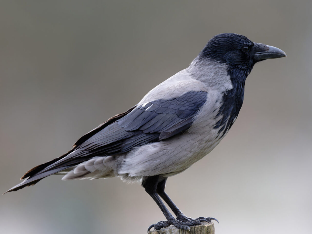 close-up portrait of a gray and black crow 