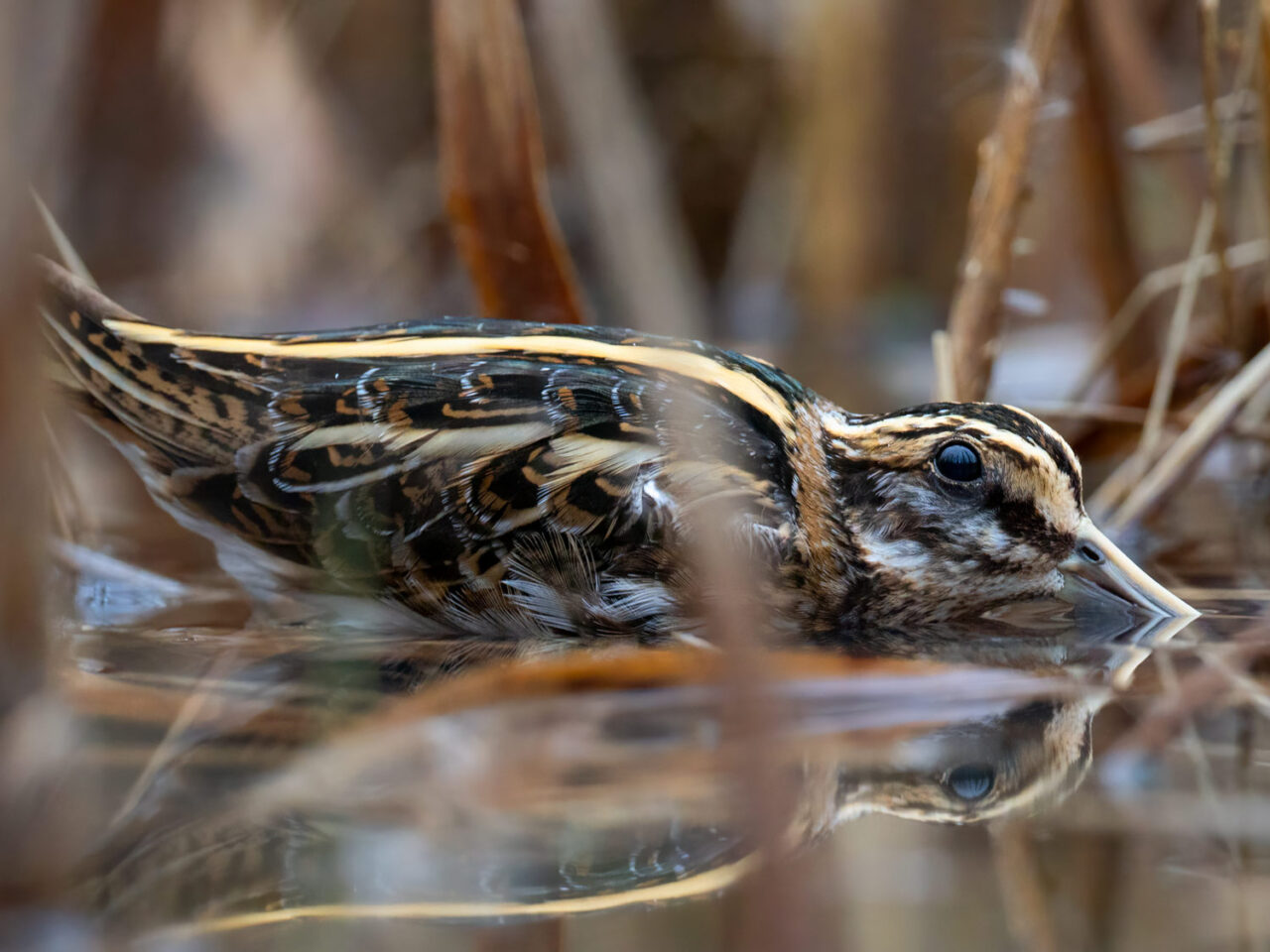 A camouflaged brown and buff bird crouches in a marsh with water reflecting its body.