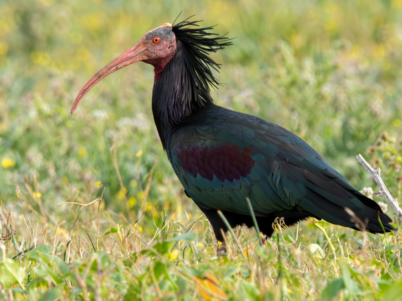 A black bird with a bald head and long, curved pink bill stands in a meadow.
