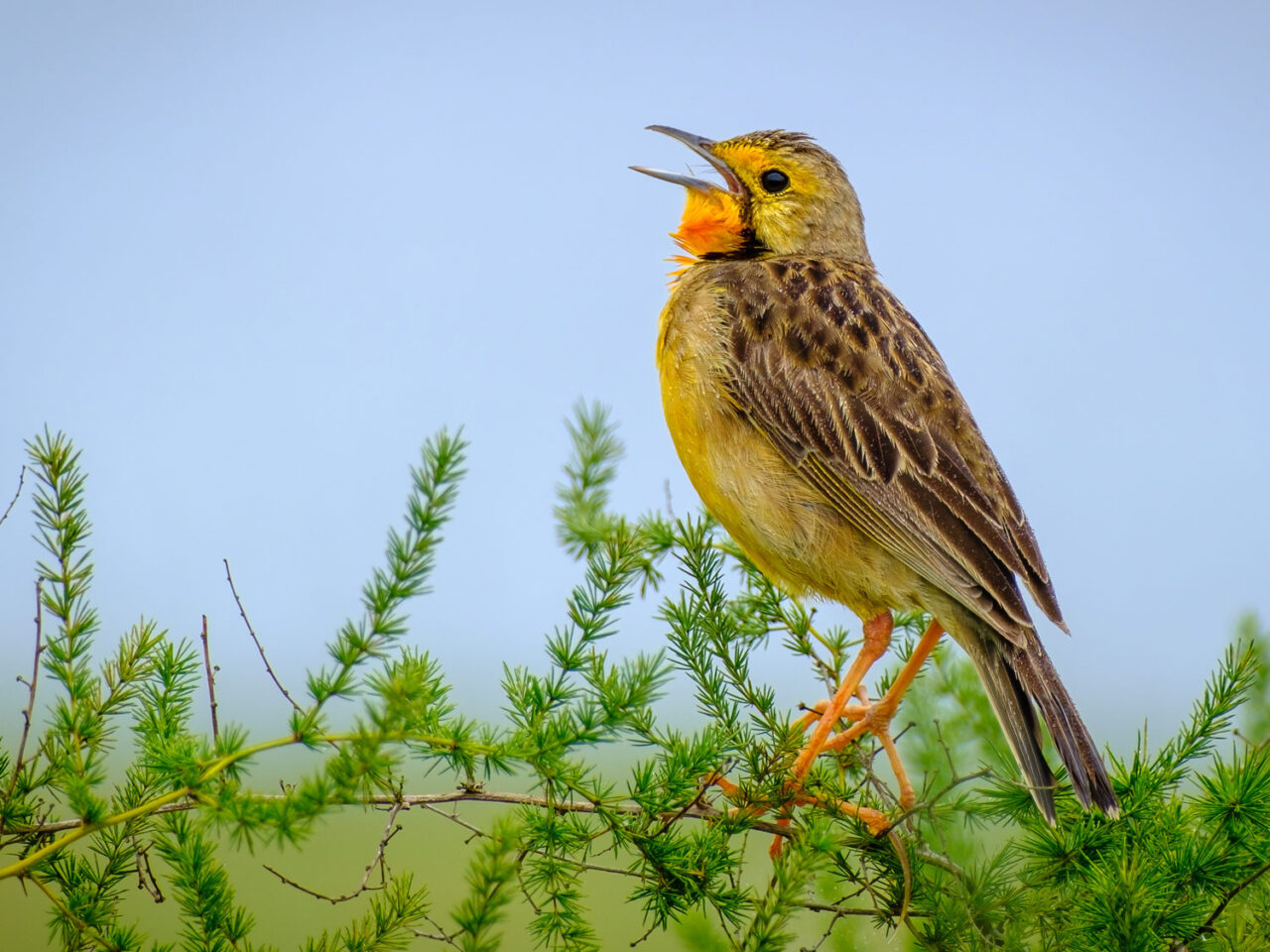 A yellow songbird perches on a shrub and sings.