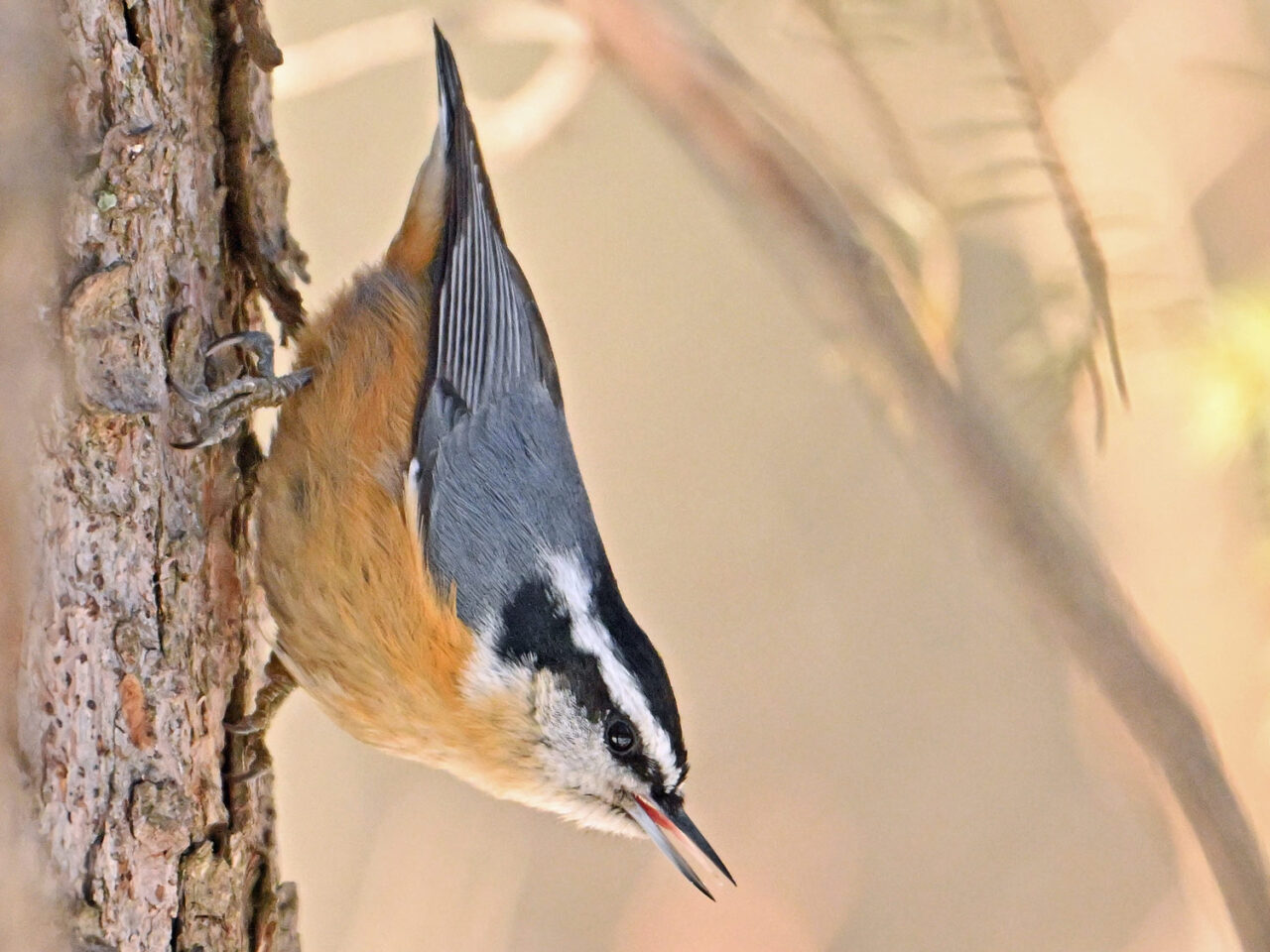 A small, plump songbird walks head-first down a tree trunk.