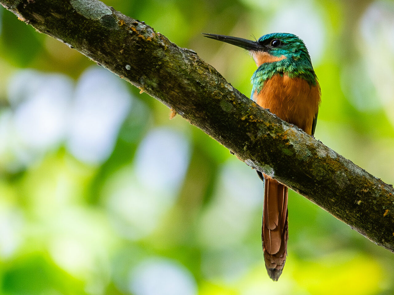 a glittering green and chestnut bird with a long sharp bill and long tail sits on a branch