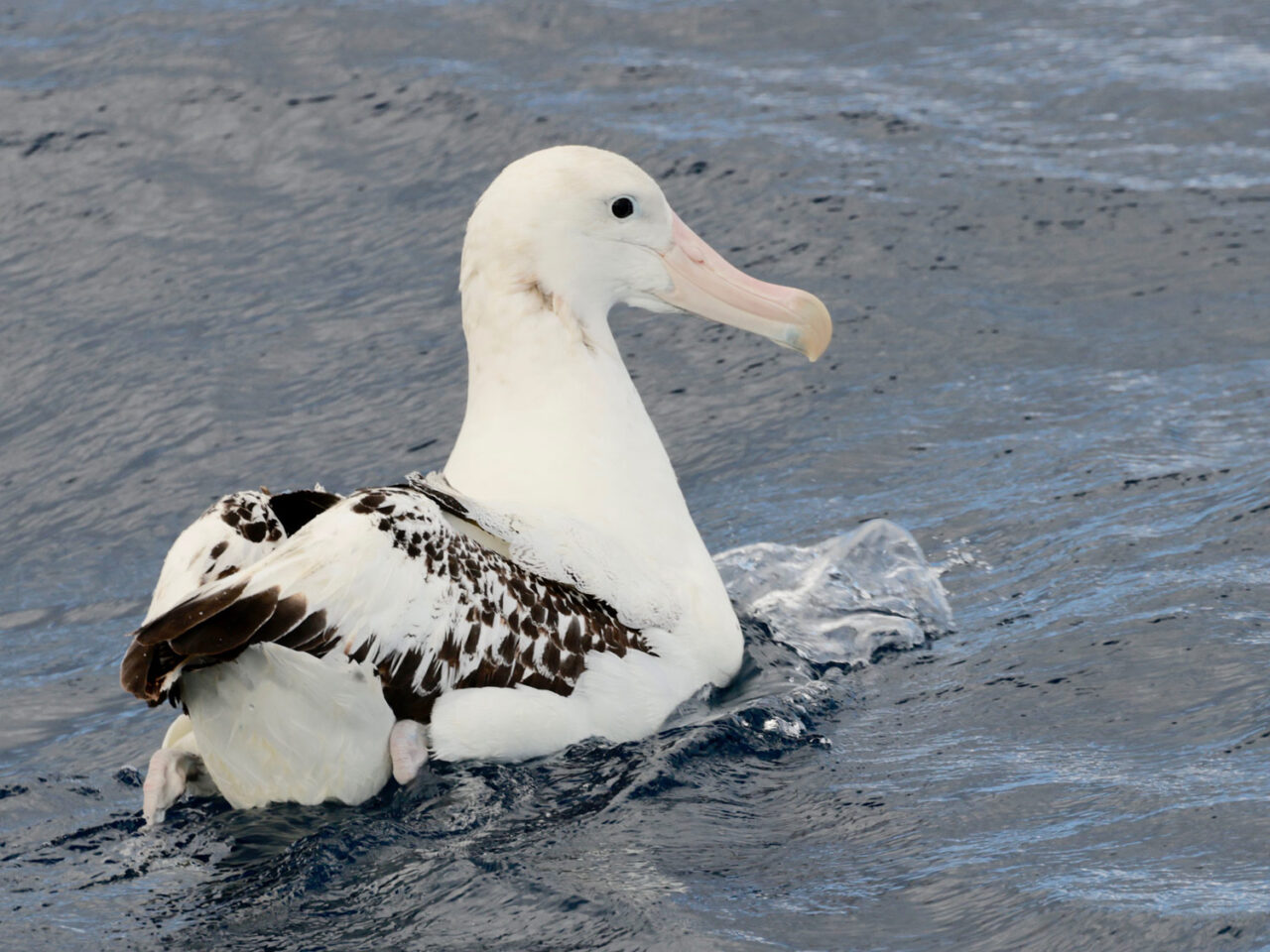 Large white and black bird with a large bill, in the water.