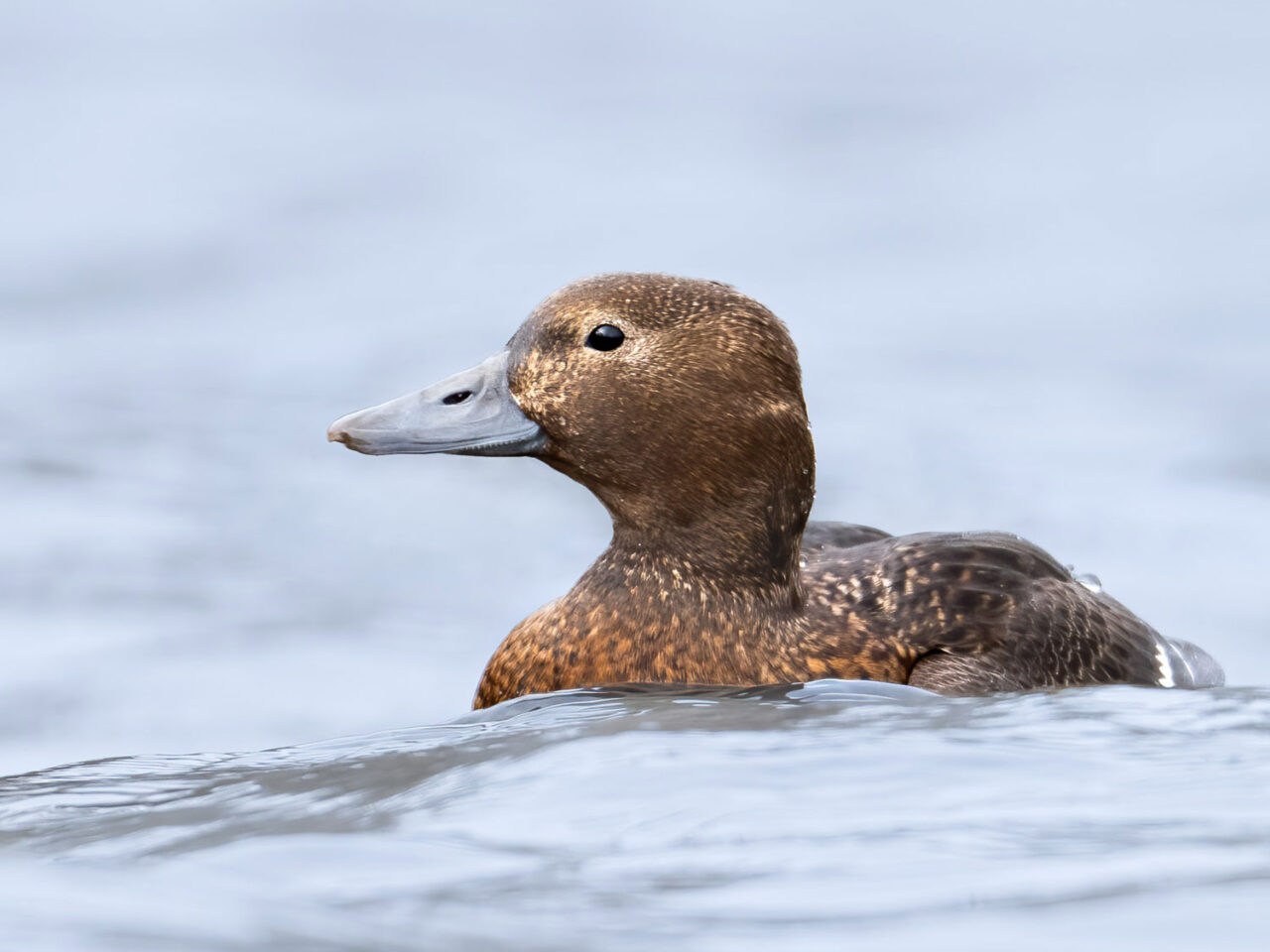 a brown duck sits on calm water with a small wave in the foreground