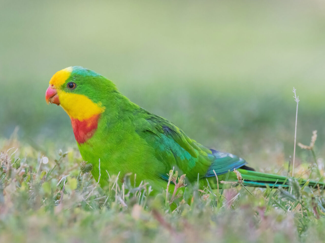 A parrot with a yellow face and red chest stands in short grass.