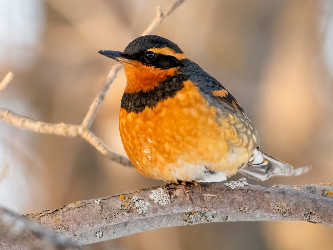 A large black and orange songbird sits fluffed up against the cold.