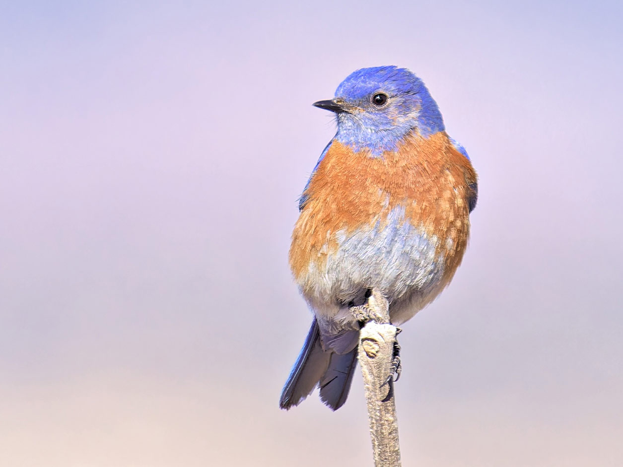 A bluebird with an orange breast sits against a soft purple-blue sky.