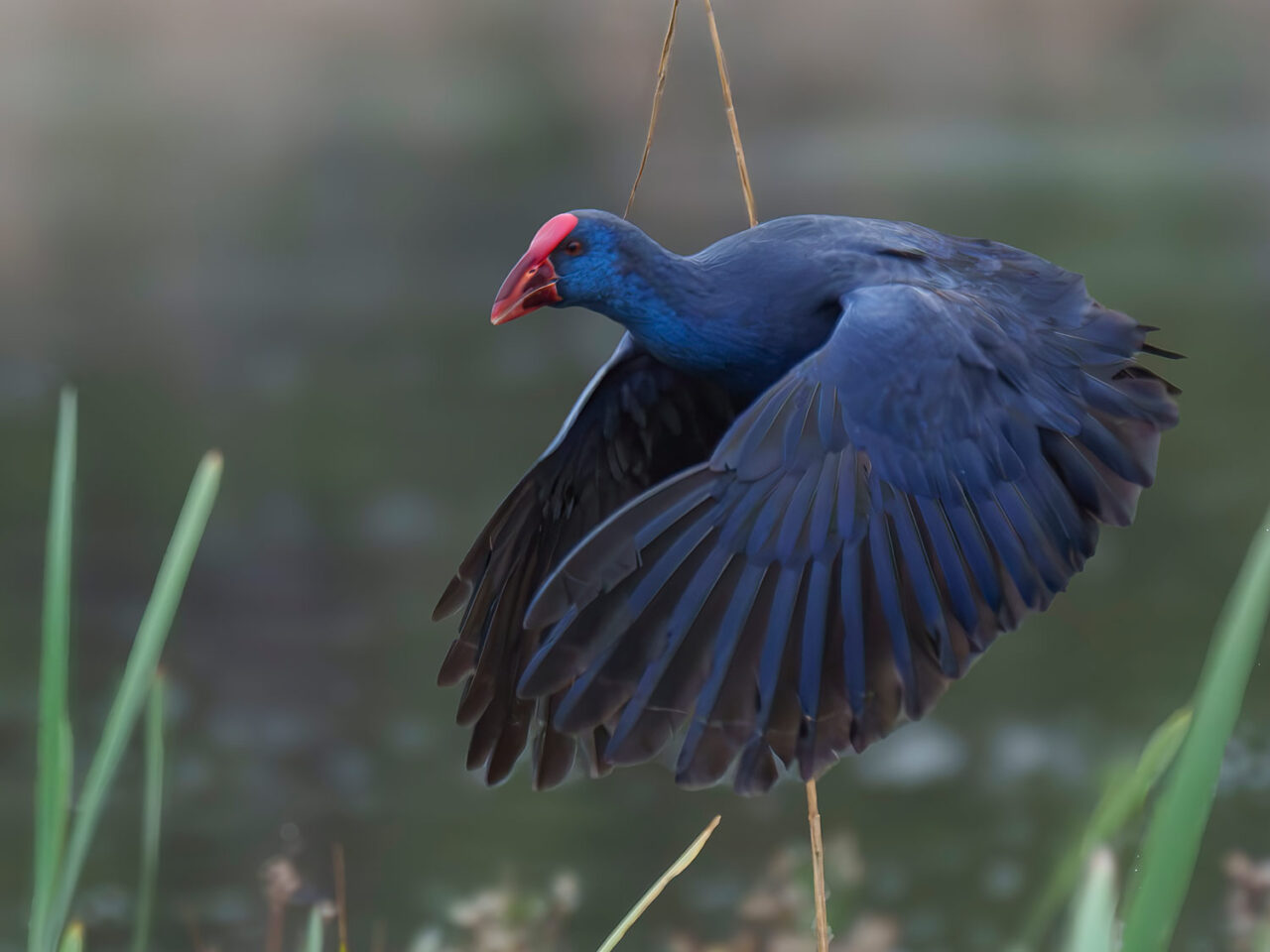 a purple-blue bird with a red forehead flies across a marsh