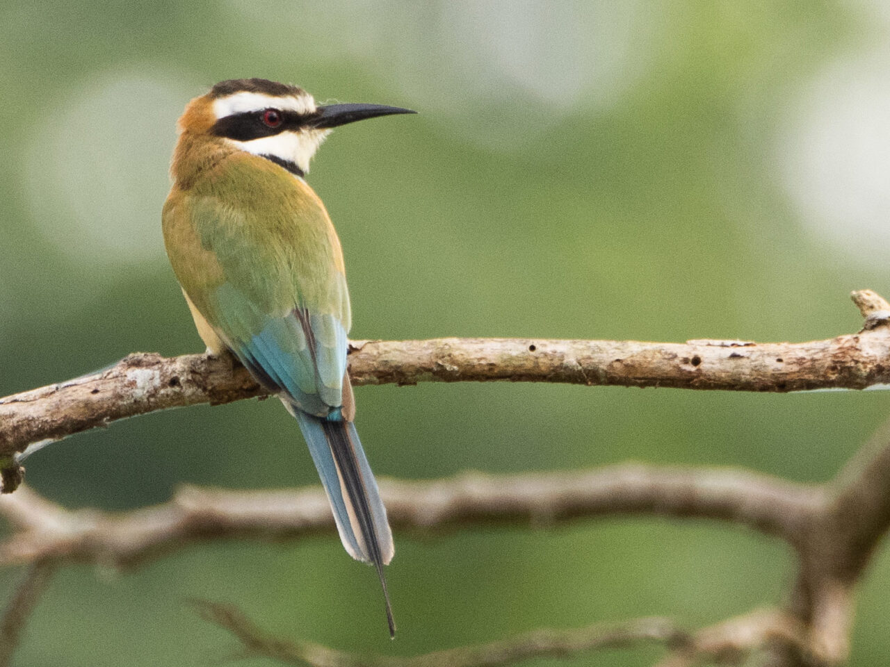 A slender greenish bird with a long tail and pointed bill perches on a branch.