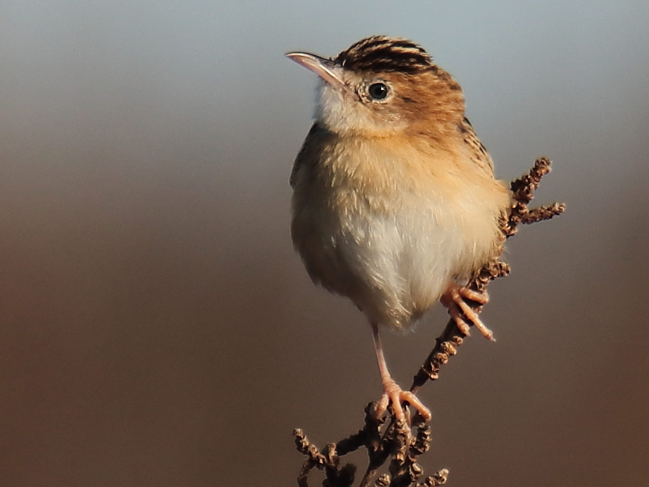 closeup of a small brown and white bird against a blurry brown background