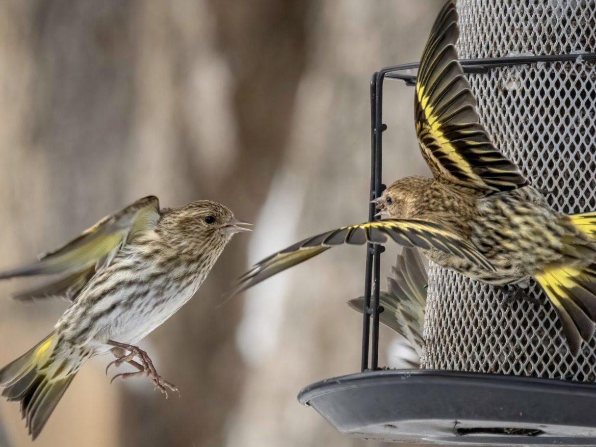 Pine Siskin at feeder with wings flared.