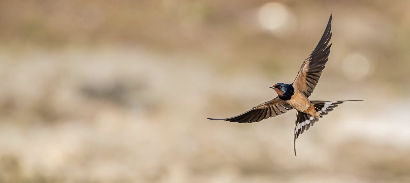 www.birdcount.org