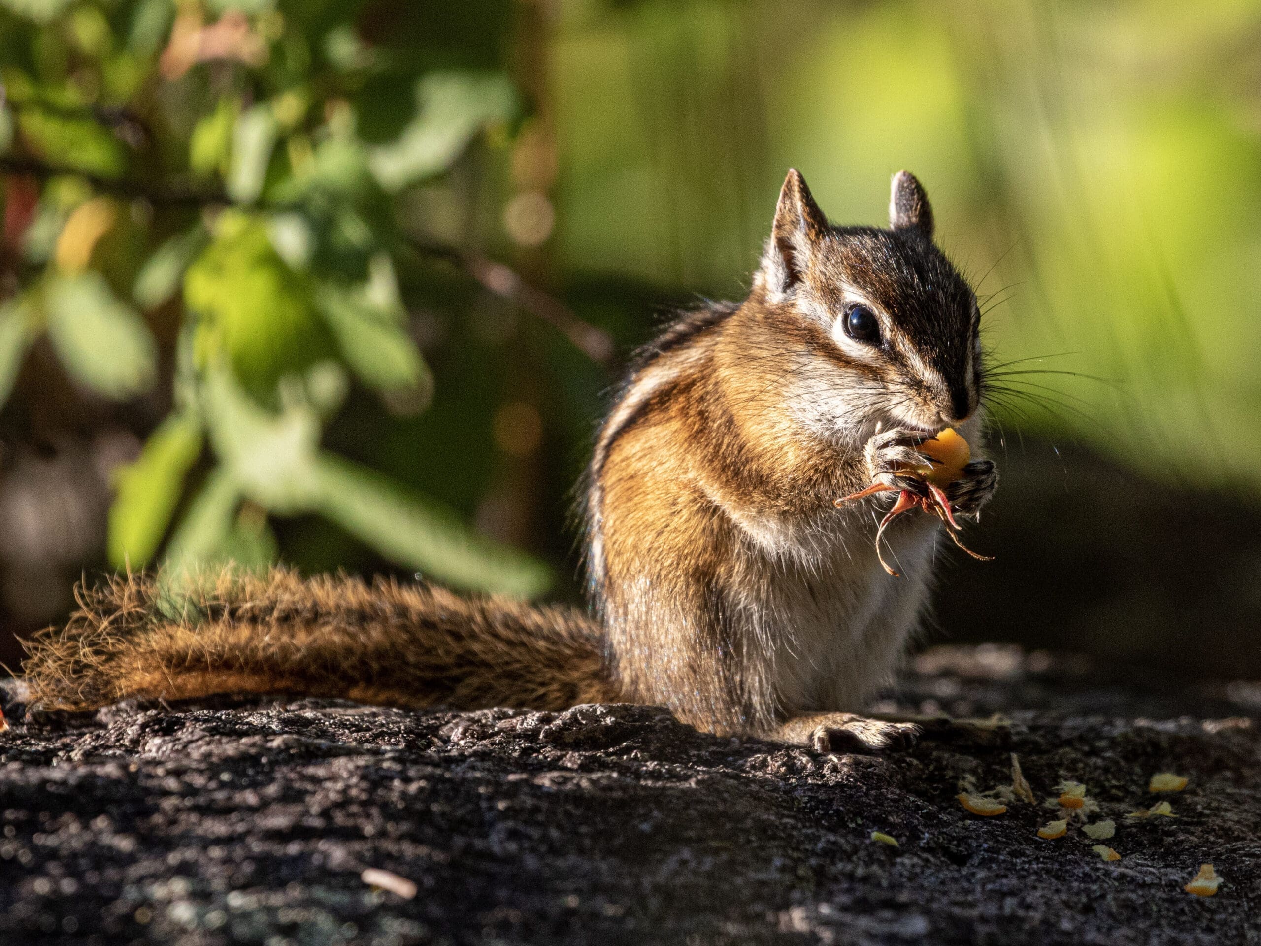 A least chipmunk eating a rosehip