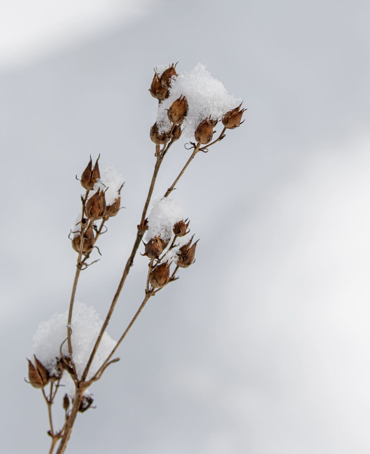 Foxglove beardtongue (Penstemon digitalis) seedhead in winter snow 