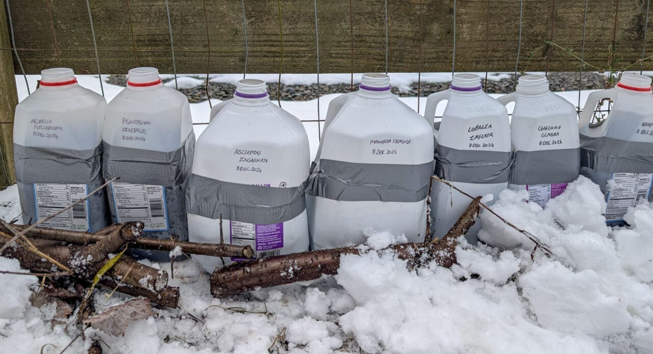 Milkjugs sitting in the snow containing native plant seeds in soil
