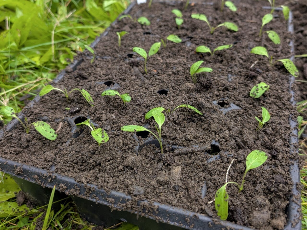 swamp milkweed seedlings in a tray of soil