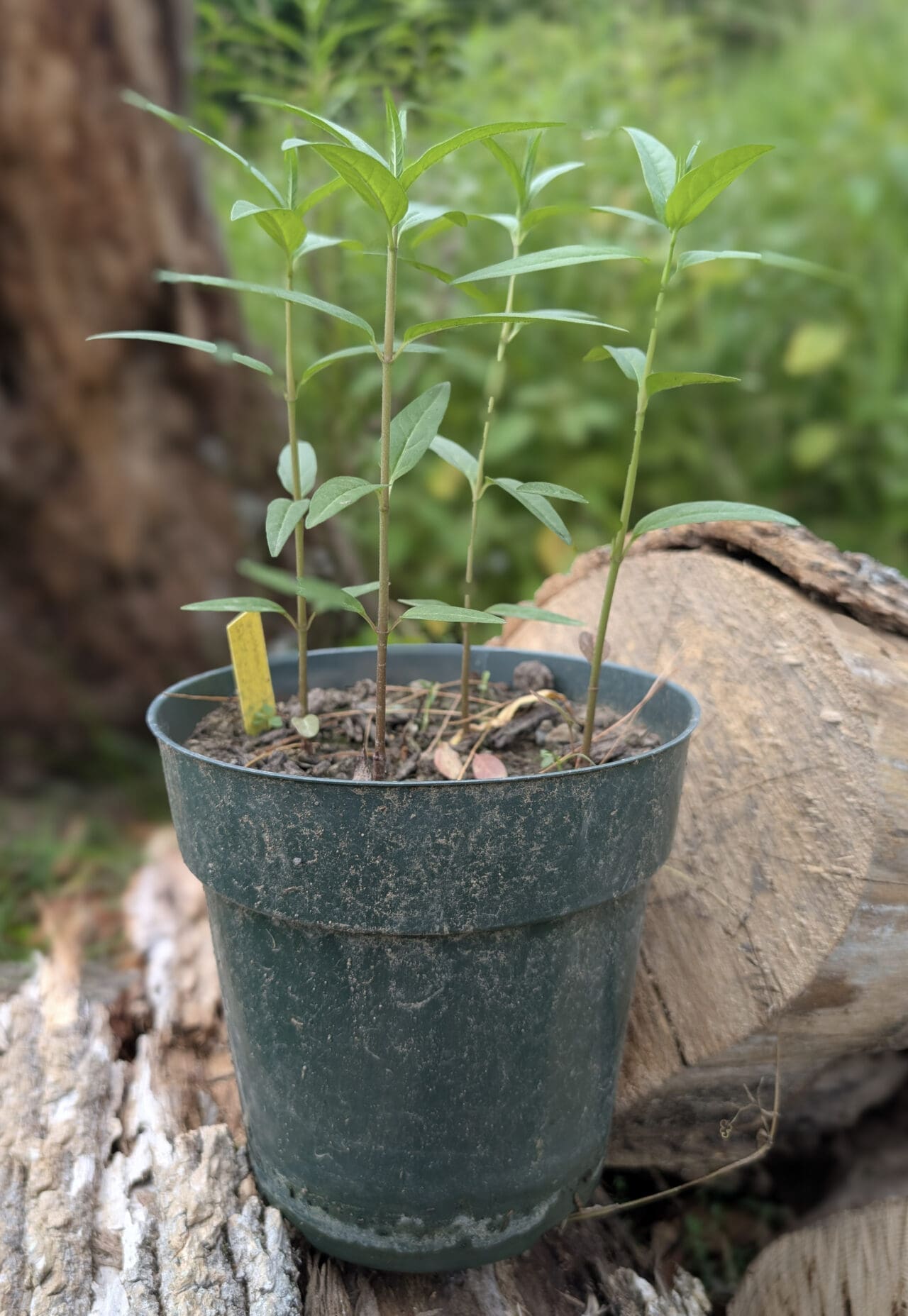several swamp milkweed seedlings in a plant pot