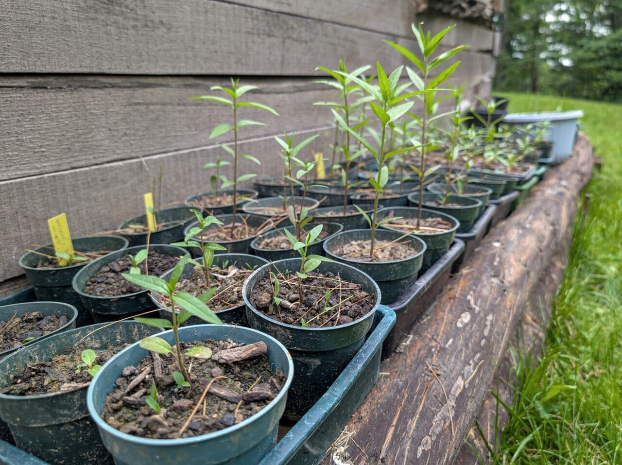 Plant seedlings growing in plant pots
