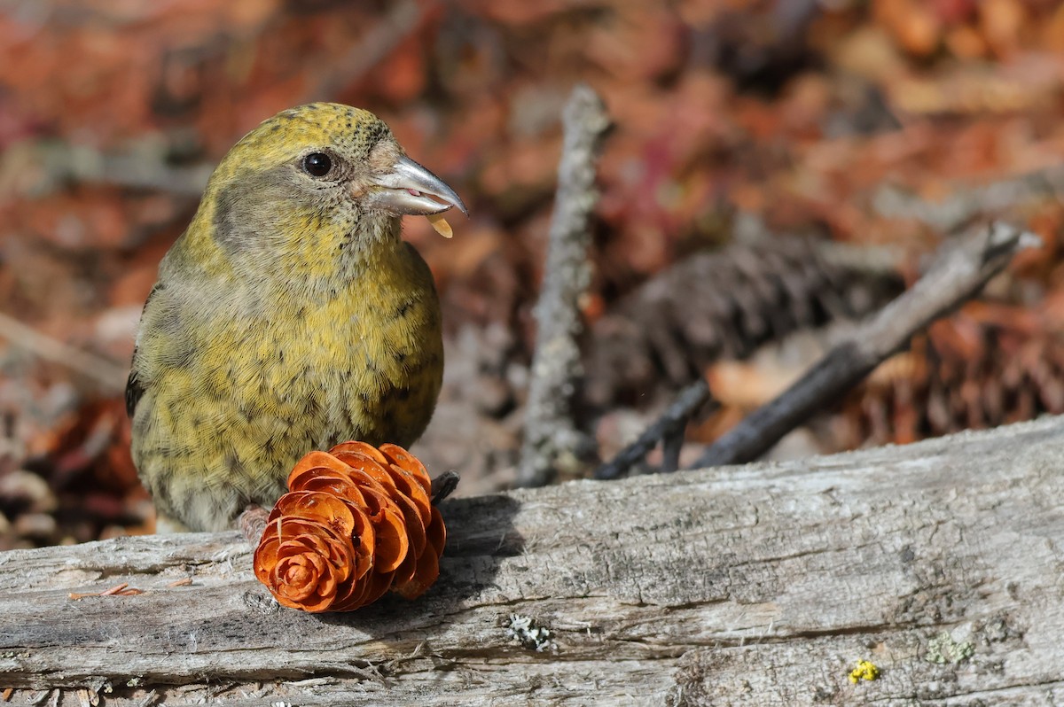 A white-winged crossbill eating a pine seed