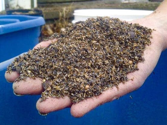 A handful of native plant seeds