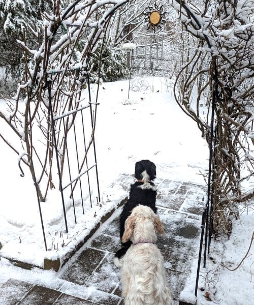 Two dogs sitting under a metal archway surrounded by snow and looking at birds on the ground.