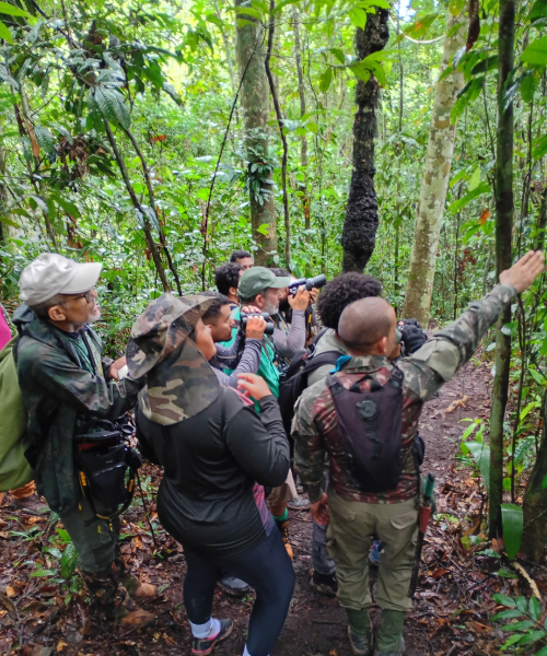 A group of people birdwatching with binoculars in a rainforest.