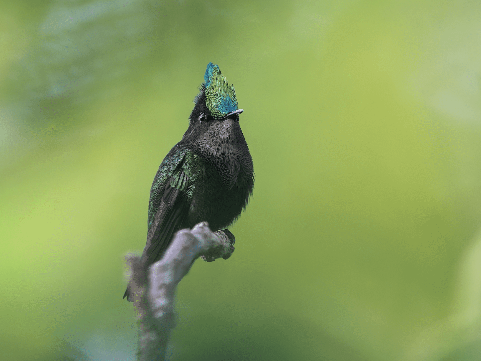 small hummer perched on a branch.
