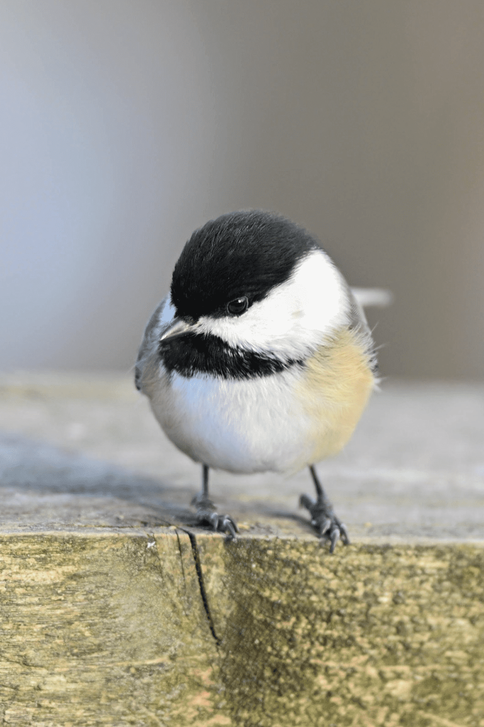 chickadee looking down