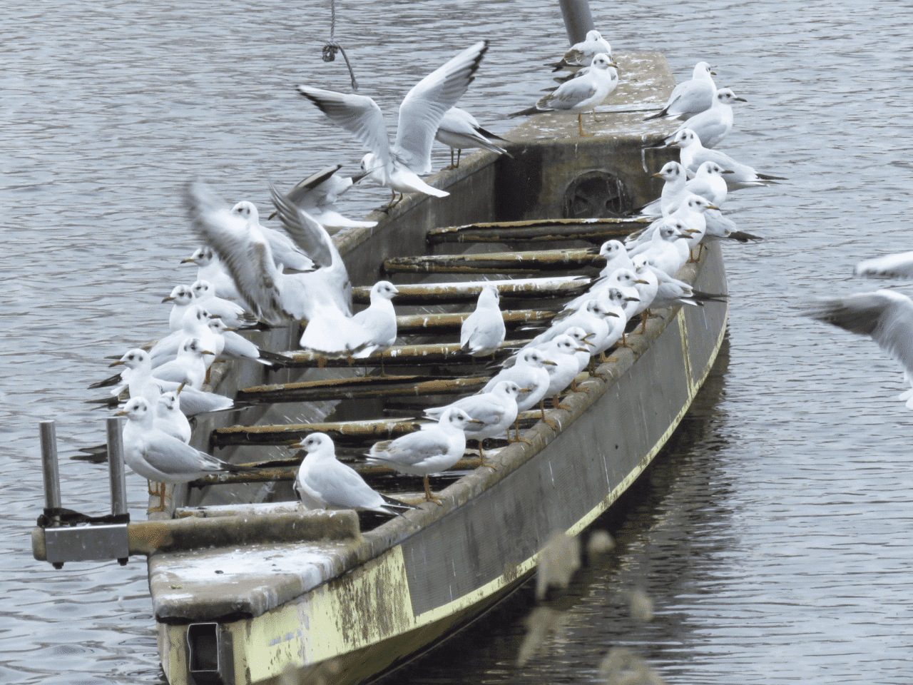 Gulls perched on a fishing boat.