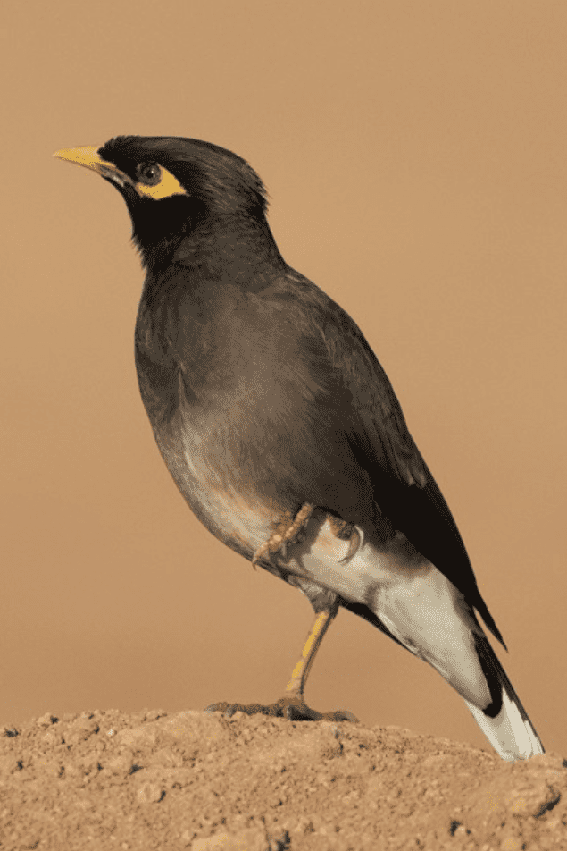 bird perched in sand