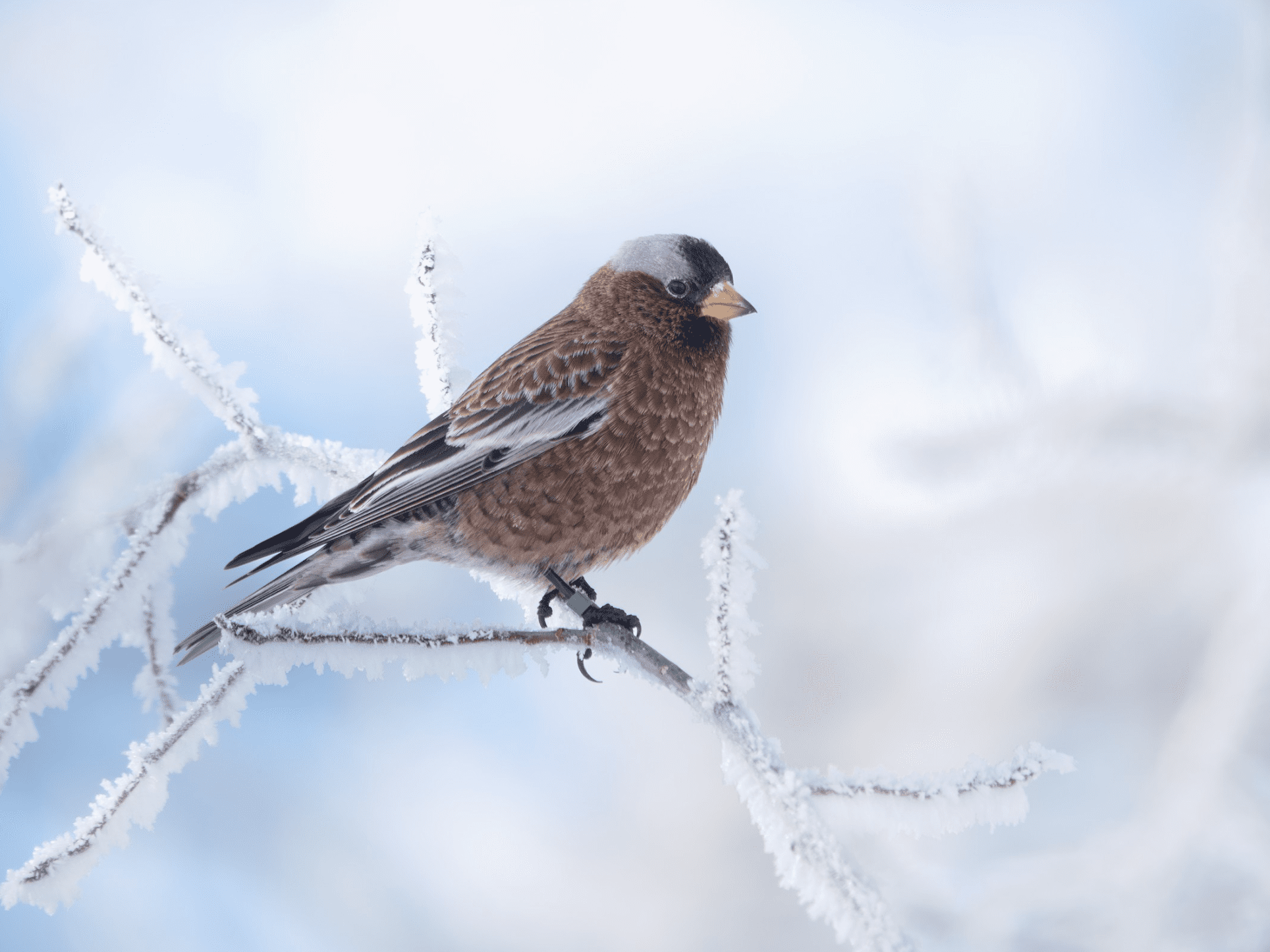 Bird perched on frozen branch