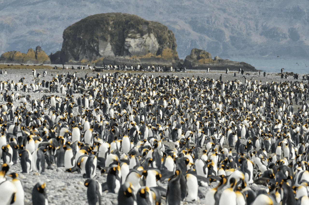 Huge colony of penguins.