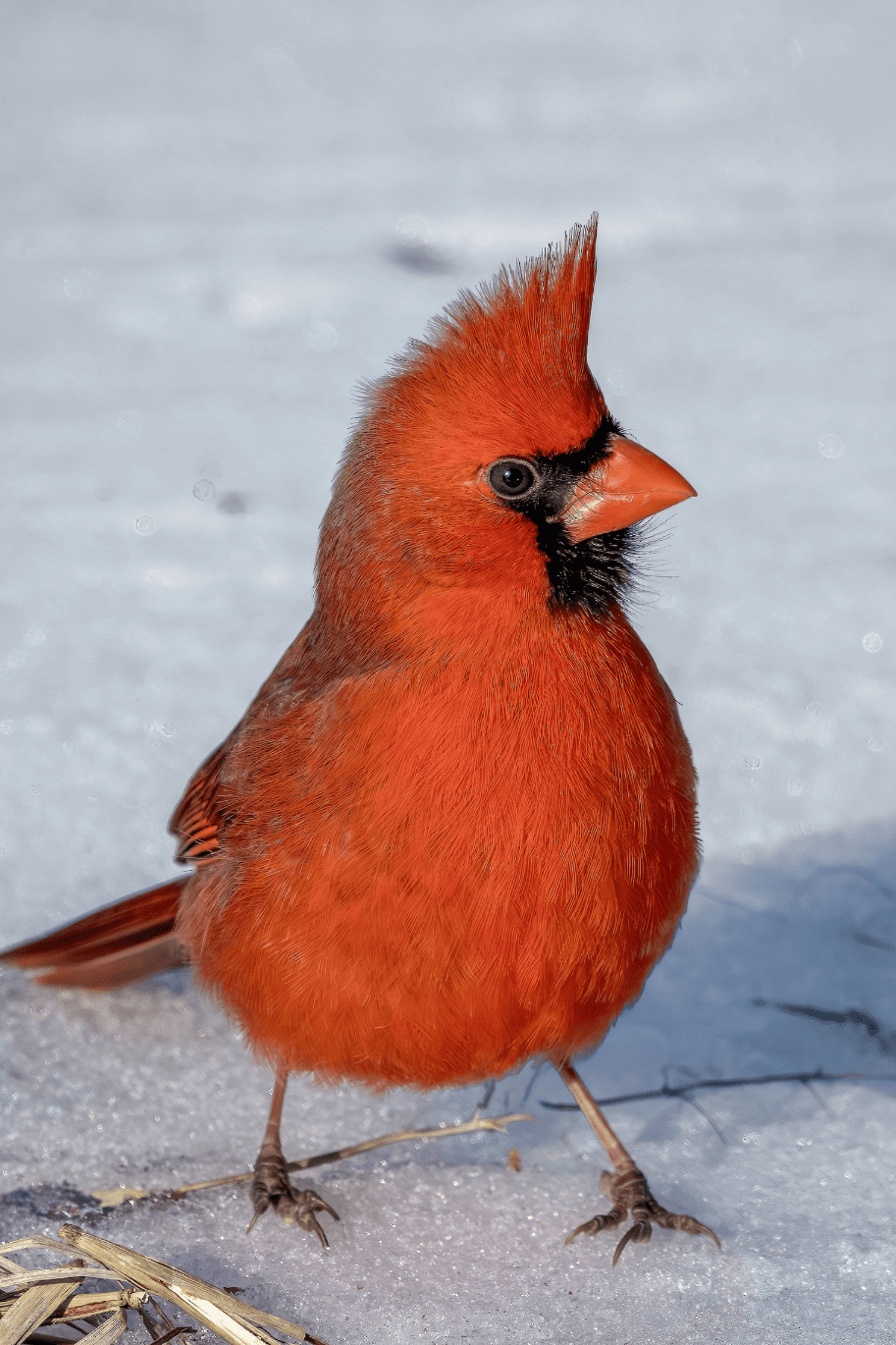 cardinal on snow