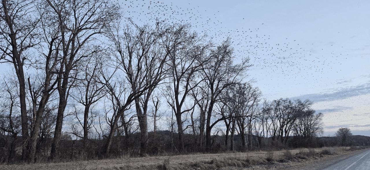 flock of birds in tree