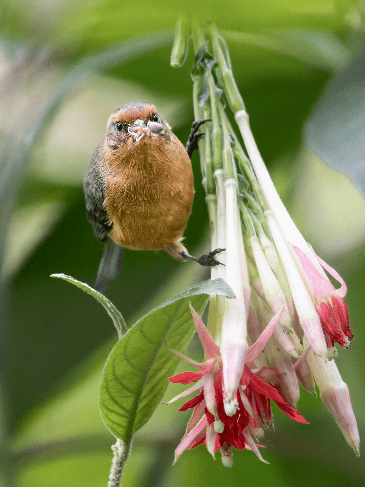 Bird eating on a flowering plant.