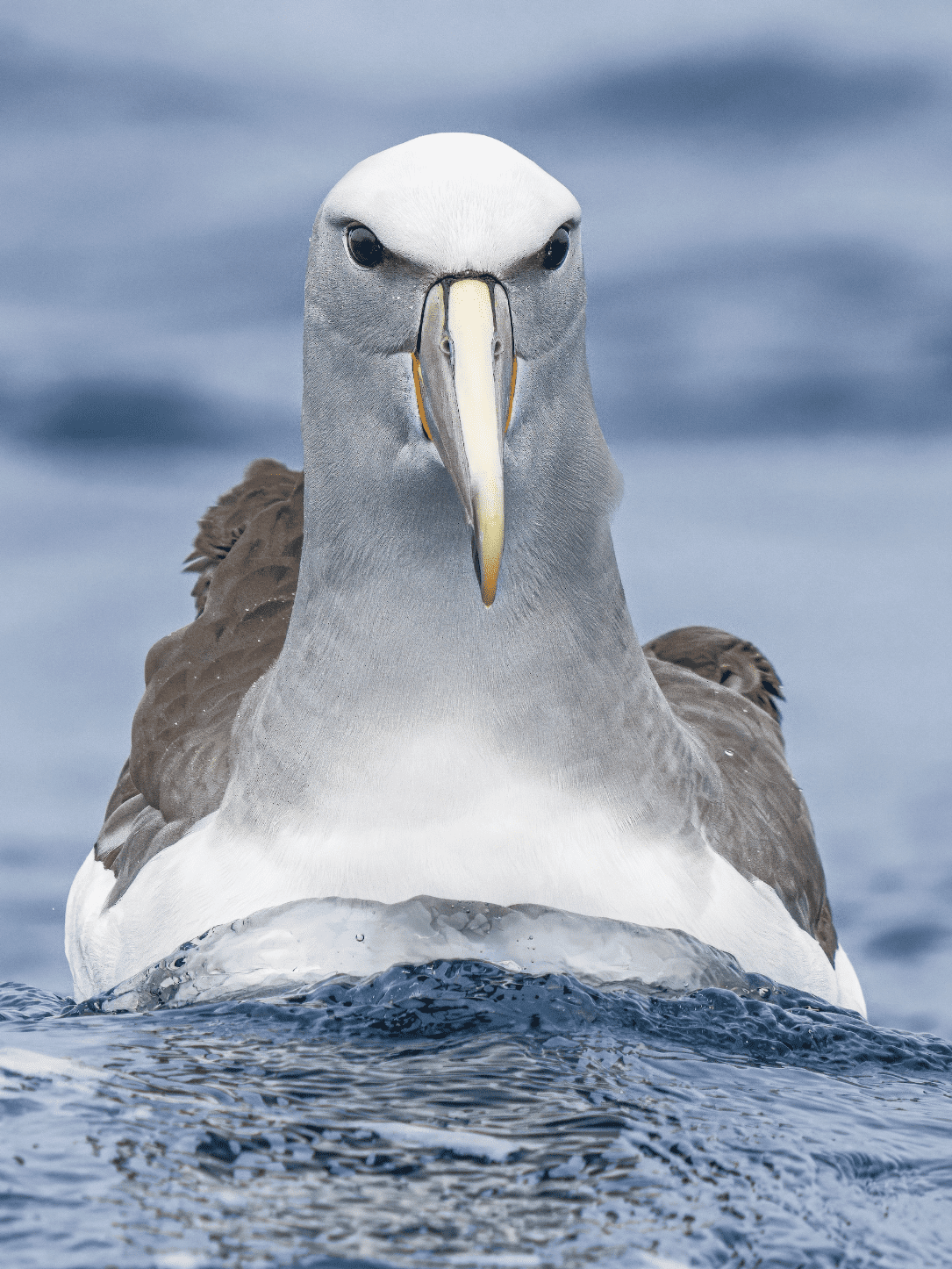 Bird Looking right at you.