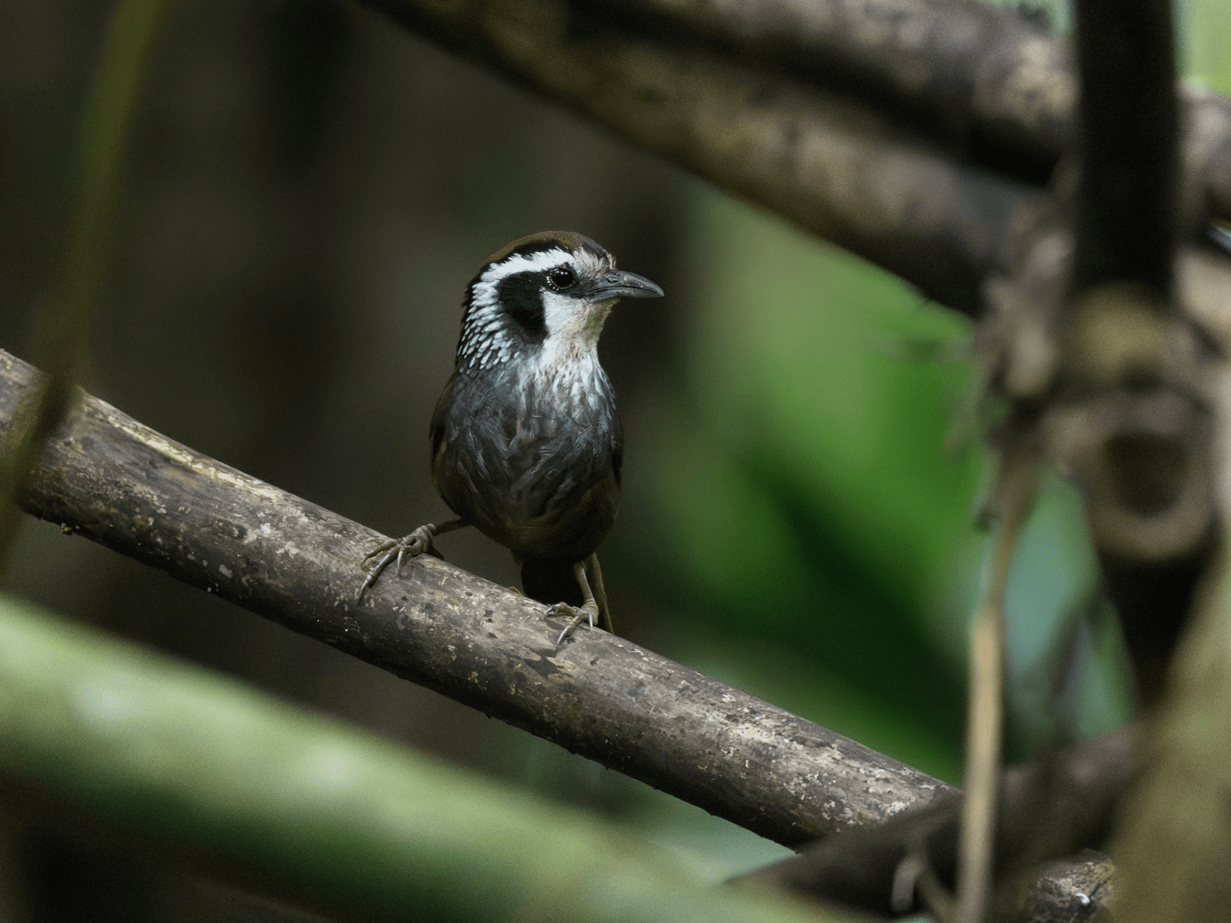 bird birched on tree.