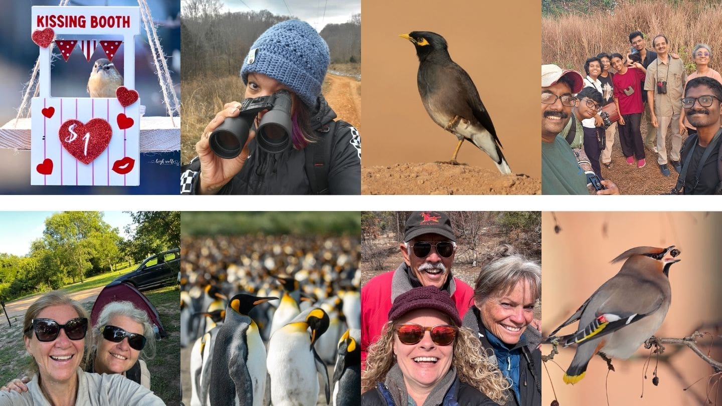 photo collage of people and birds